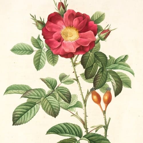 Floral Illustration
